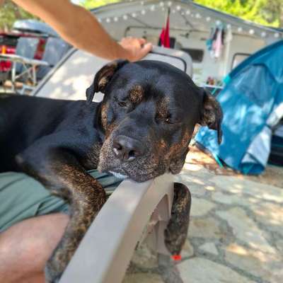 Hundetreffen-Gassirunde-Bild