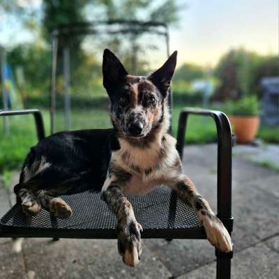 Hundetreffen-Spielen umd Toben... neue Freunde treffen-Bild