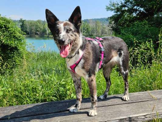 Dogorama Photo Challenge - Details Ganz nah-Beitrag-Bild