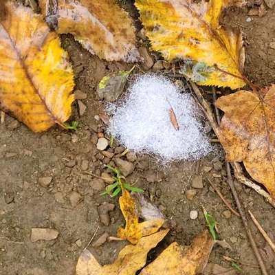 Giftköder-Rattengift-Bild