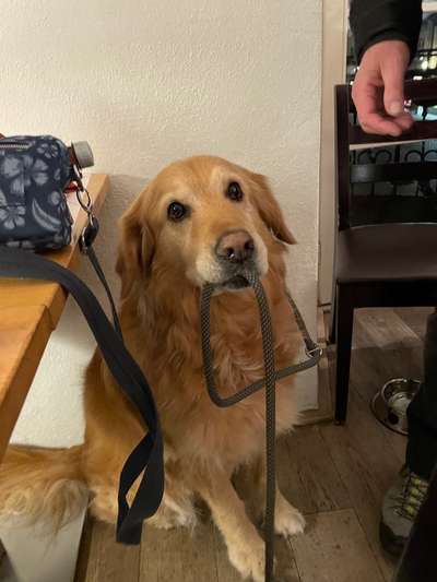 Dogorama Photo Challenge - an der Leine-Beitrag-Bild