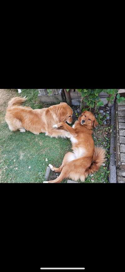 Die Dogorama Wochen Challenge-Beitrag-Bild