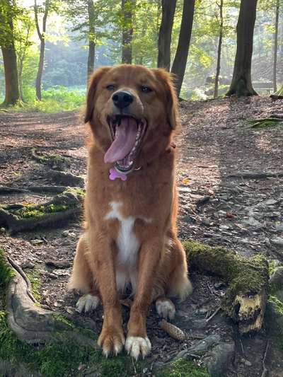 Fotochallenge Nr. 59 - Mein Hund zeigt die Zunge-Beitrag-Bild