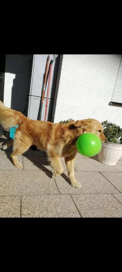 43. Fotochallenge-Zeigt mir eure Ball oder Frisbee verrueckten Hunde-Beitrag-Bild