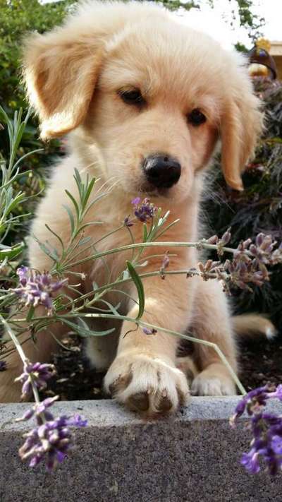 Welpen Bilder !-Beitrag-Bild