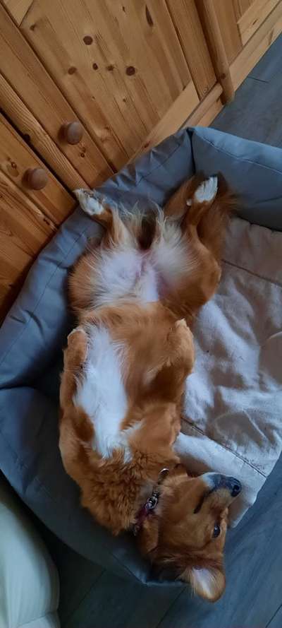 Dogorama Photo Challenge - Frühjahrsmüdigkeit-Beitrag-Bild