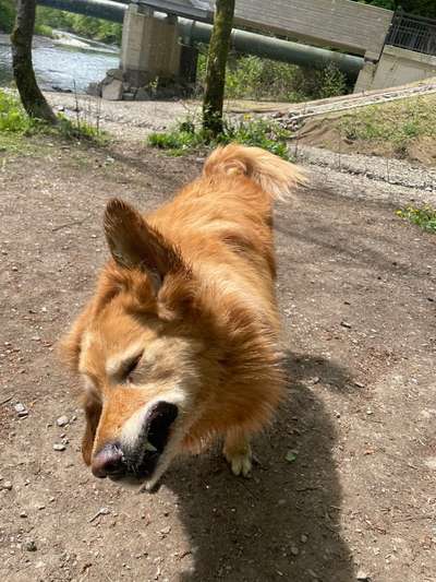 Foto Challenge Nr. 137 - Lass die Ohren fliegen-Beitrag-Bild