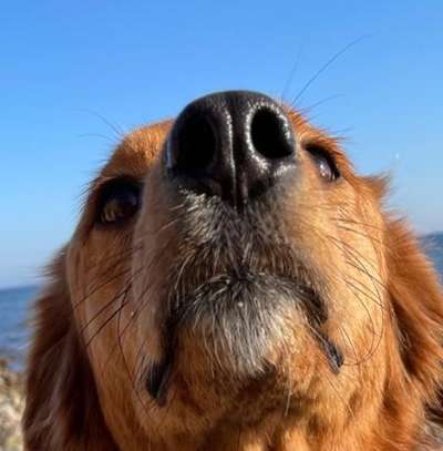 42. Handy Fotochallenge - Den richtigen Riecher haben-Beitrag-Bild