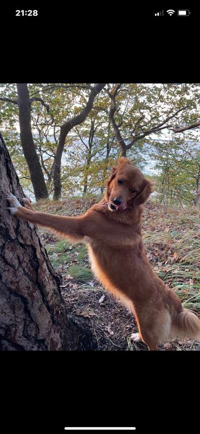 Schlappohren Suche <3-Beitrag-Bild