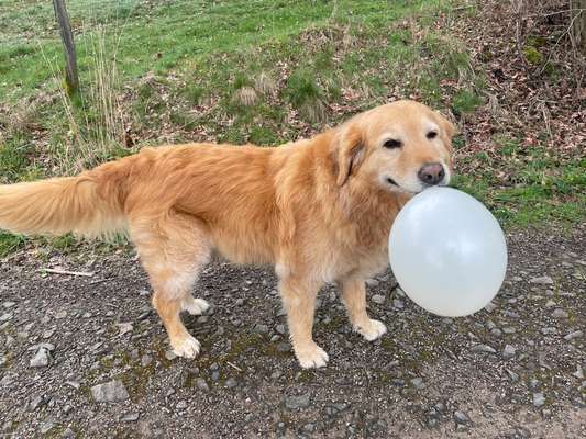 Handy Foto Challange Nr. 46  Happy Dog-Beitrag-Bild