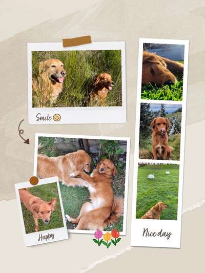 39. Collagen Challenge - Dein Hund auf einer Wiese-Beitrag-Bild