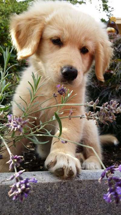 Dogorama Photo Challenge - Frühlingserwachen-Beitrag-Bild