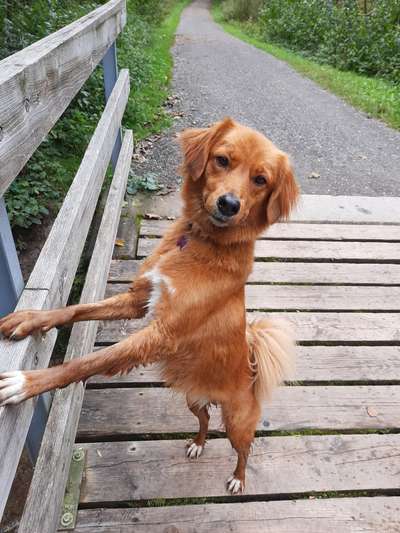 Dogorama Photo Challenge - Brücken-Beitrag-Bild