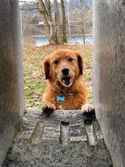 Handy Foto Challange Nr. 46  Happy Dog-Beitrag-Bild