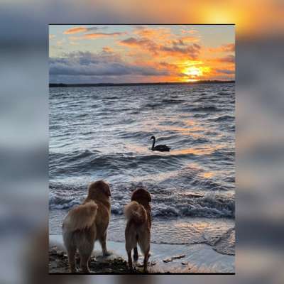 9.Farben-Fotochallenge            Gelb-Beitrag-Bild