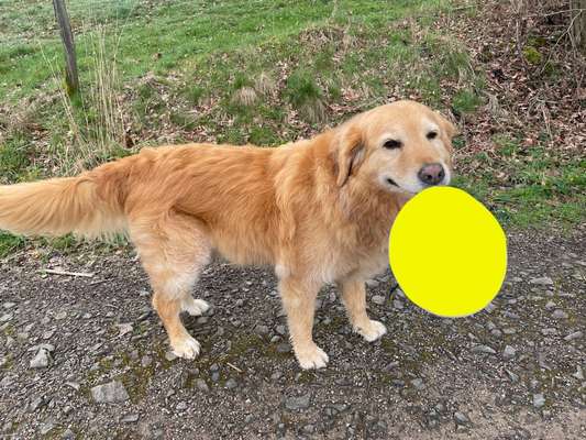 9.Farben-Fotochallenge            Gelb-Beitrag-Bild