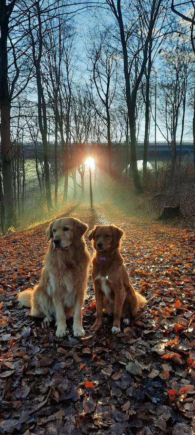 Fotochallenge Nr 55  -  Hund im November--Beitrag-Bild