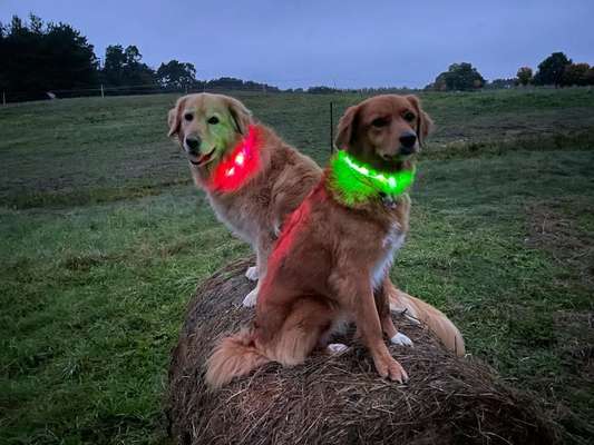 Fotochallange Nr.53 "HALLOWEEN"-Beitrag-Bild