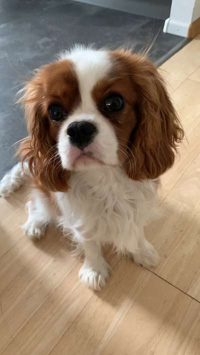Cavalier King Charles Spaniel?-Beitrag-Bild