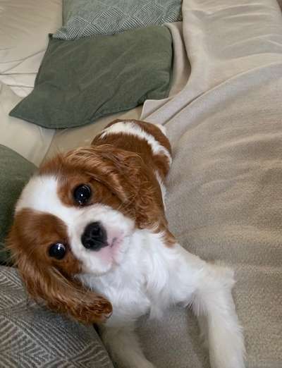 Cavalier King Charles Spaniel?-Beitrag-Bild