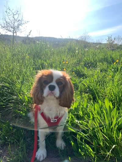 Cavalier King Charles Spaniel?-Beitrag-Bild