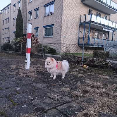 Hundetreffen-Spieletreff/Gassi gehen-Bild