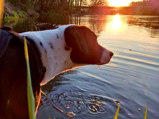 Die wunderschöne Welt mit Hund.-Beitrag-Bild