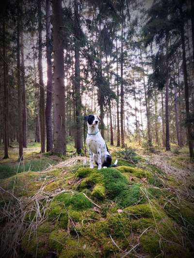 Fotowettbewerb Natur-Beitrag-Bild