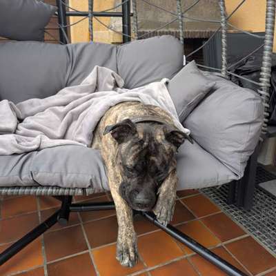Hundetreffen-Spielfreunde gesucht-Bild