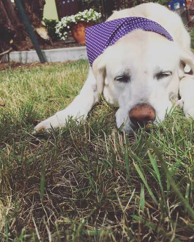 Labradorfans-Beitrag-Bild