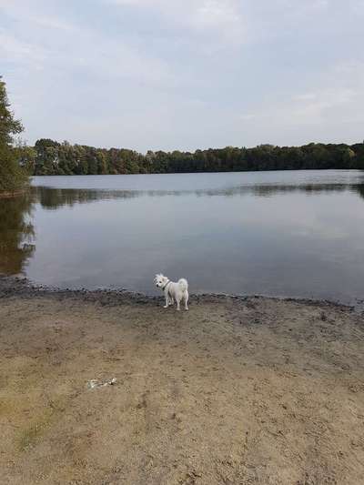 Hundeauslaufgebiet-Franz-Felix-See-Bild