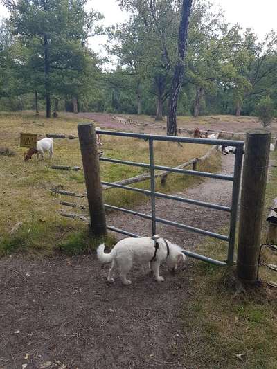 Hundeauslaufgebiet-Bockholter Berge-Bild