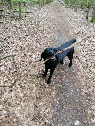 Labradorfans-Beitrag-Bild