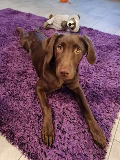 Wo sind meine Labrador Freunde-Beitrag-Bild