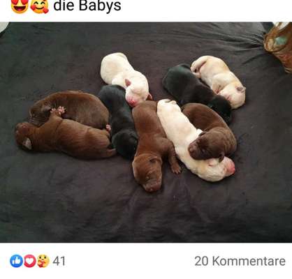 Das erste Bild eures Hundes-Beitrag-Bild