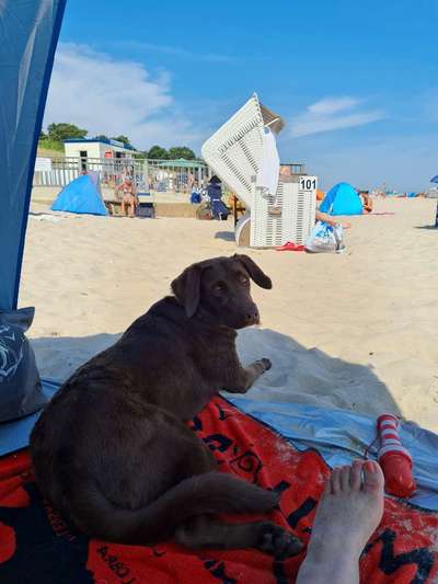 Dogorama Photo Challenge - Schattiges Plätzchen-Beitrag-Bild