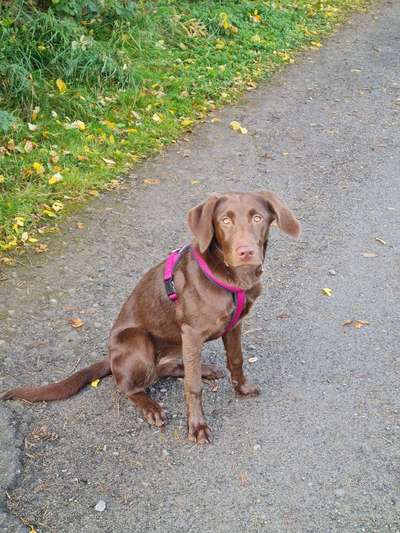 Wo sind meine Labrador Freunde-Beitrag-Bild