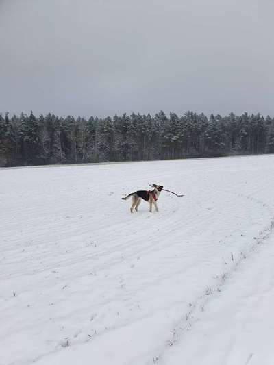 Schneehund-Beitrag-Bild