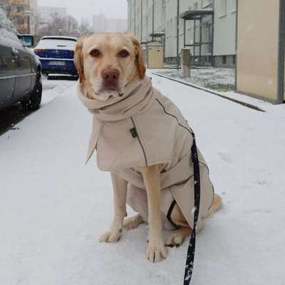 Hundetreffen-Social Walk Gruppe-Bild