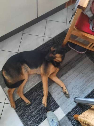 Schäferhund-Beitrag-Bild