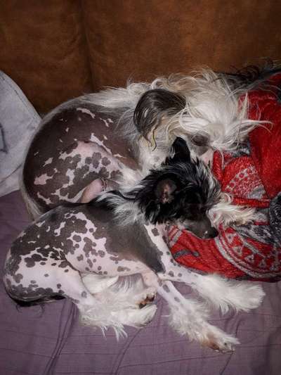 PBGV und Chinese Crested-Beitrag-Bild