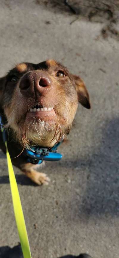 Zeige das lustigste Bild eures Hundis-Beitrag-Bild