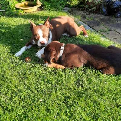 Appenzeller Sennenhunde-Beitrag-Bild