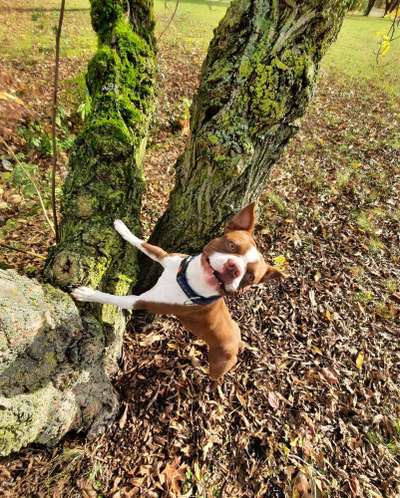 Dogorama Photo Challenge - Märchenwald-Beitrag-Bild