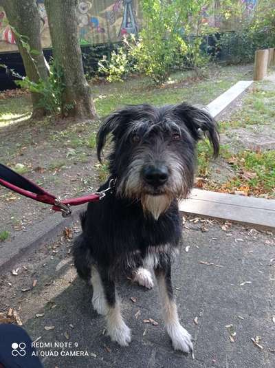 Mischlingshunde Foto Aufruf-Beitrag-Bild