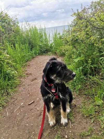 Dogorama-Monats-Challenge-Mai "Wasser"-Beitrag-Bild