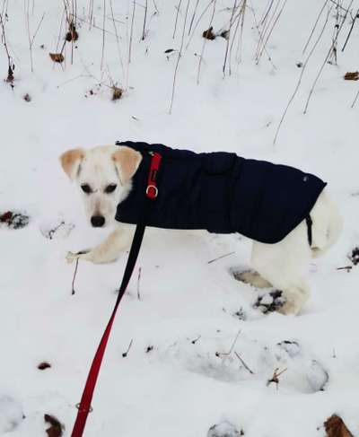 Welpen Bilder !-Beitrag-Bild