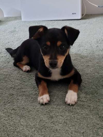 Jack Russell Terrier-Beitrag-Bild