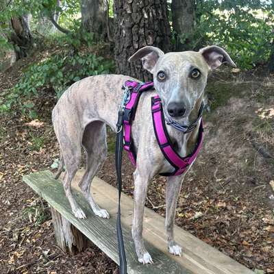 Hundetreffen-Bewegungsfreudige Hunde-Bild