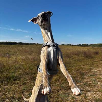 Hundetreffen-Bewegungsfreudige Hunde-Bild